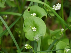Claytonia perfoliata