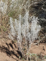 Senecio viravira