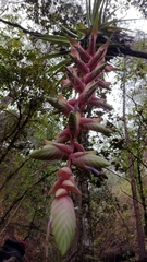 Tillandsia eizii
