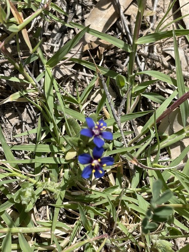 Foemina Blue Pimpernel