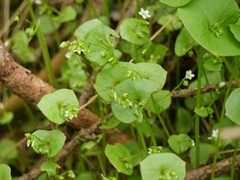 Claytonia perfoliata