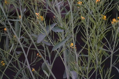 Brassica juncea