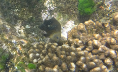 Stegastes rectifraenum