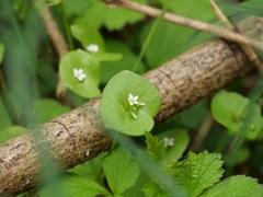 Claytonia perfoliata