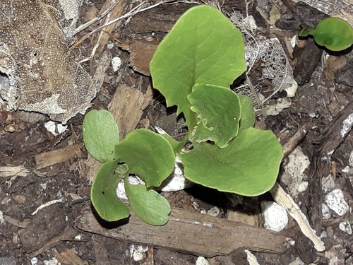 Lactuca sativa