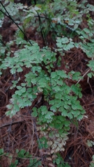 Adiantum andicola