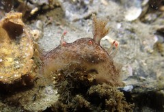 Plocamopherus ceylonicus