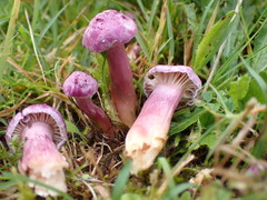 Hygrocybe cheelii