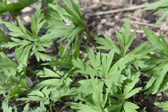 Anemonoides caerulea