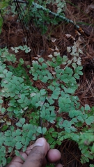 Adiantum andicola