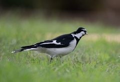 Grallina cyanoleuca