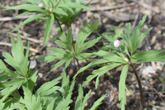 Anemonoides caerulea
