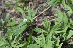 Anemonoides caerulea