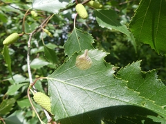 Cameraria betulivora