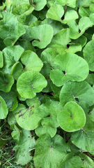 Petasites pyrenaicus