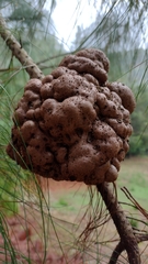 Cronartium conigenum