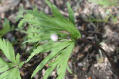 Anemonoides caerulea