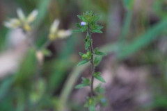 Veronica arvensis