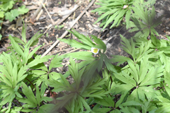 Anemonoides caerulea