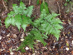 Diplazium taiwanense