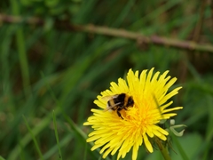 Bombus terrestris
