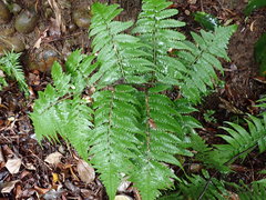 Diplazium taiwanense