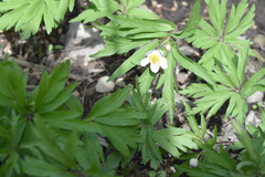 Anemonoides caerulea