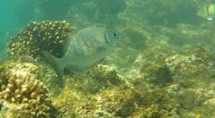 Kyphosus elegans