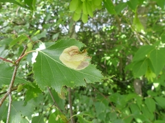 Cameraria betulivora