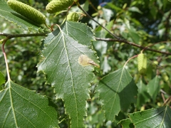 Cameraria betulivora