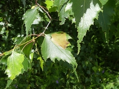 Cameraria betulivora