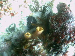 Ascidia incrassata