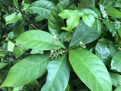 Psychotria asiatica