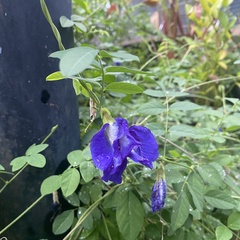 Clitoria ternatea