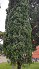 Cupressus sempervirens