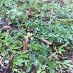 Tridax procumbens