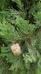 Cupressus sempervirens