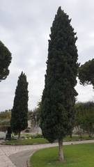 Cupressus sempervirens