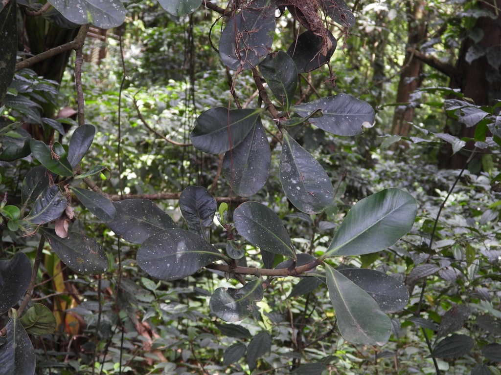 Clusia salvinii; photograph (c) Grete Pasch, some rights reserved (CC BY)