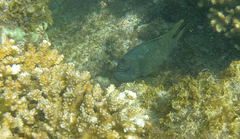 Microspathodon bairdii