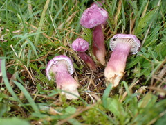 Hygrocybe cheelii