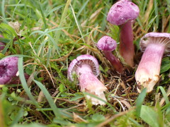 Hygrocybe cheelii