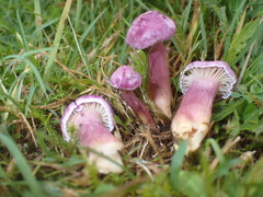 Hygrocybe cheelii