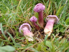 Hygrocybe cheelii