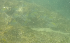 Haemulon scudderii