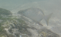 Kyphosus elegans