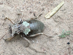 Enyaliopsis
