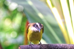 Pitangus sulphuratus