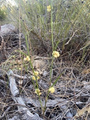 Acacia willdenowiana