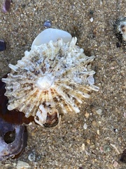 Scutellastra longicosta